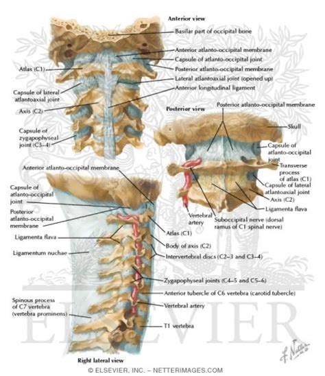 Cervical Anatomy - Physiopedia