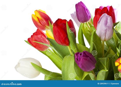 A bunch of tulips stock image. Image of multicolored - 28939611