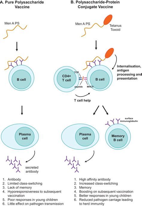 Conjugate vaccine technology used in meningococcal A vaccine for ...