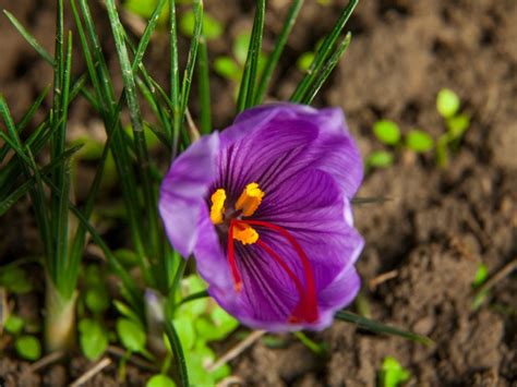 Growing Saffron: How To Grow Saffron Crocus Bulbs