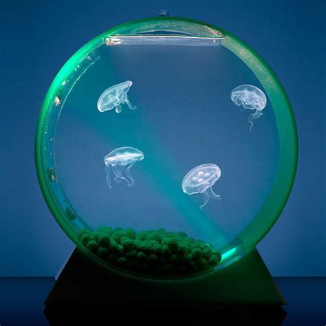 Jellyfish Aquarium