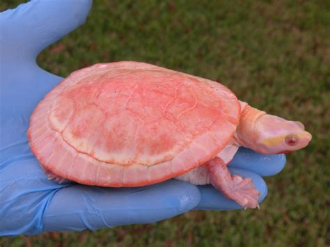 Albino Pink Belly Sidenecks for Sale - Albino Turtles | Turtle Morphs