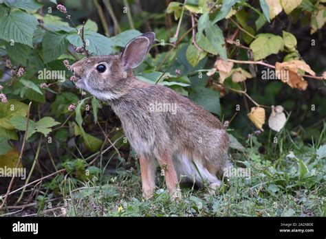 Rabbit eating flowers Stock Photo - Alamy