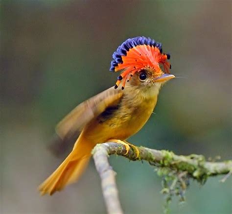 Birds of the World: Amazonian royal flycatcher