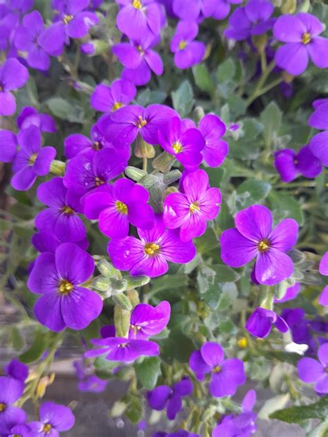 Aubrieta Hybrida Cascade Purple Seeds – JustSeed