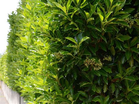 Planting A Viburnum Hedge - Tips On Creating A Viburnum Hedge In Landscapes