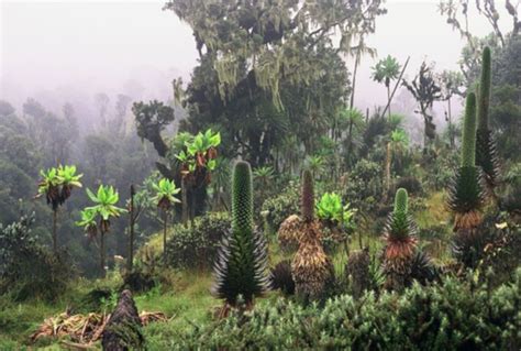 File:Uganda Ruwenzori rainforest.jpg - Wikitravel Shared