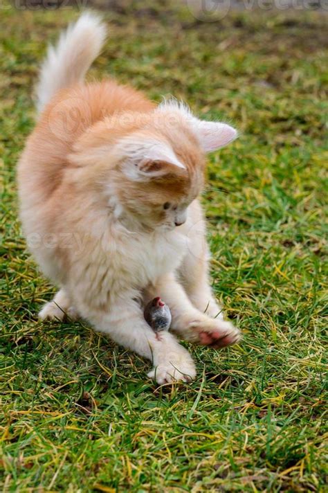 A red cat caught a mole, the countryside and animals and rodents ...