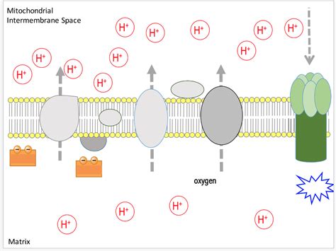 Solved Mitochondrial Intermembrane Space oxygen Ht Matrix | Chegg.com