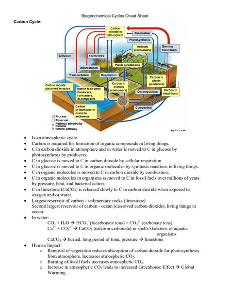 biogeochemical cycles cheat sheet