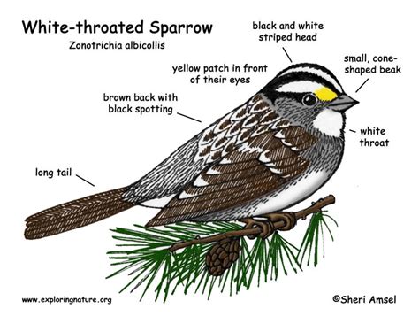 Sparrow (White-throated)