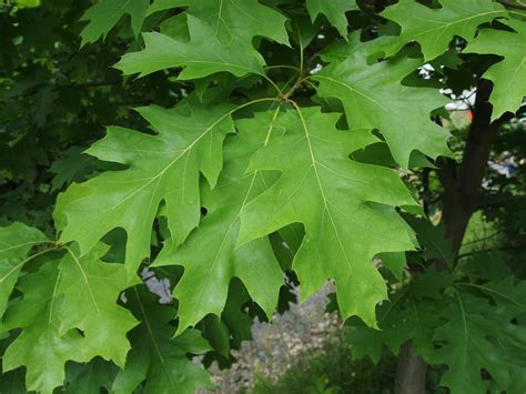 Quercus rubra L. = Q. borealis Michx. – Crvenolisni hrast - Rasadnik Novi Sad - Yuflor