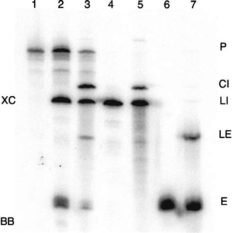 Two reactions of Haloferax volcanii RNA splicing enzymes: Joining of exons and circularization ...