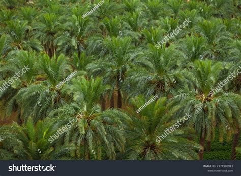 Dates Palm Farm Saudi Arabia Stock Photo 2174980913 | Shutterstock