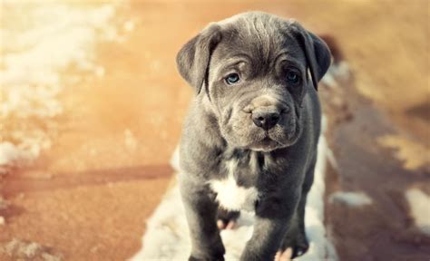 11 Blue Dog Breeds: Blue-Coated Beauties You Can't Get Enought Of!