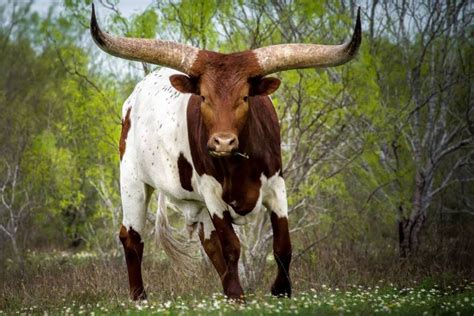 1000+ images about Longhorns & Bluebonnets on Pinterest | World records ...