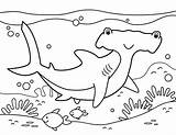 Printable Hammerhead Shark Coloring Page sketch template