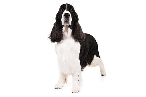 English Springer Spaniel Dog Breed Information