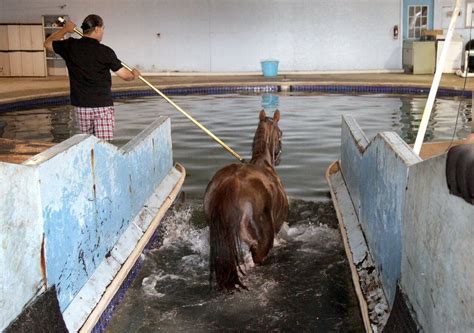 Swimming is winning strategy in horse racing - cleveland.com