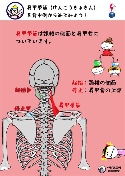 解剖学 イラスト | 解剖学, 筋肉解剖学, 肩甲