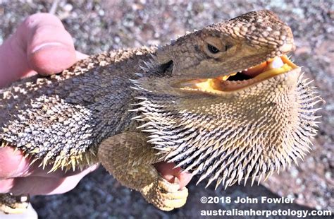 COMMON (Eastern) BEARDED DRAGON - Pogona barbata