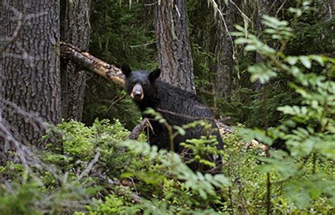 Outside Guide: What you need to know about Washington wildlife | The Seattle Times