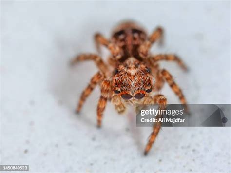 Jumping Spider Web Photos and Premium High Res Pictures - Getty Images