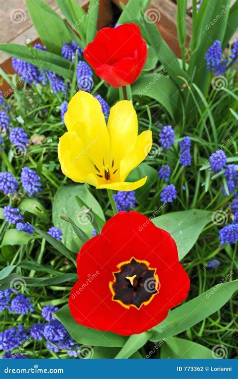 Tree Bright Tulips, Red And Yellow, Between Blue Small Flowers I Stock ...