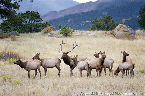 Herd of Elk | R.M.Buquoi Photographics