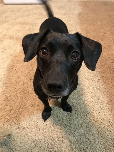 Meet my dachshund/lab mix Luna! : r/Dachshund