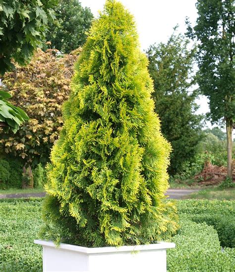 Thuja occidentalis 'Golden Smaragd' 3L - Conifers - Willowbrook Nursery and Garden Centre