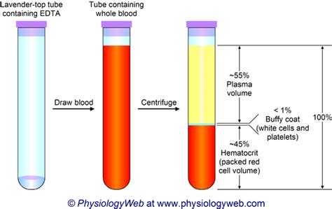 Physiology Illustration: Whole blood is composed of plasma and formed ...