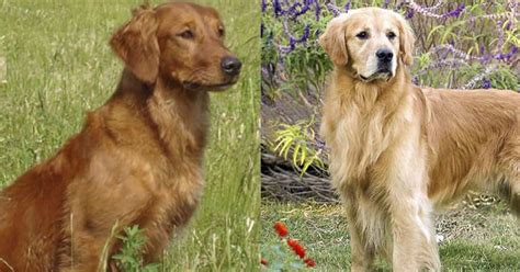 Field Golden Retriever vs. Show Golden Retriever (7 Differences ...