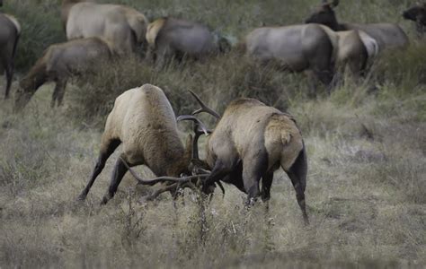 Bull Elk Battle for Dominance Near Orick (And You Learn More About Their Urine Than You Might ...