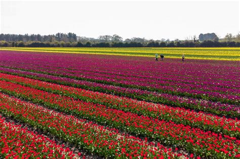 Days out in Norfolk: Spectacular tulip fields worthy of any Instagram feed - Norfolk Live