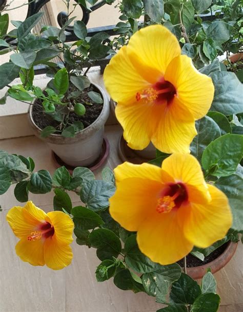 Hibiscus Plant Care | Growing Hibiscus - Vanita's Corner