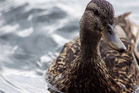 HD wallpaper: duck, plumage, feather, female, waterfowl, water bird, nature | Wallpaper Flare