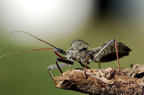 Pin on insects