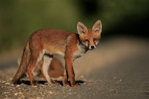 Photographing fox cubs in Hampshire - Bret Charman Wildlife Photography