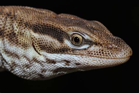 Spiny-Tailed Monitor Lizard Care Tips - Reptiles Magazine