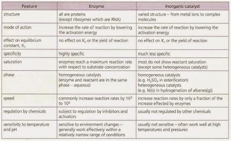 IB Chemistry (HL): B7 Enzymes