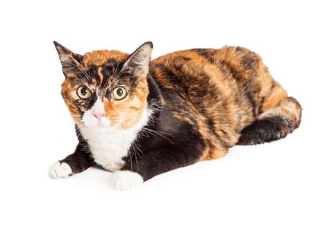 These Calico Cat Personality Traits Will Not Fail to Enchant You - Cat Appy