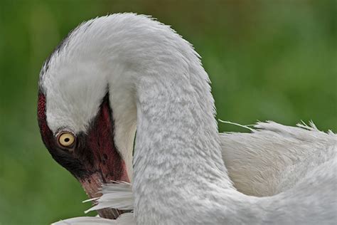 Whooping Crane :: Behance