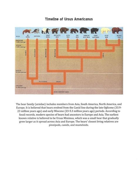 Page 8: Timeline of Animal - Animal Evolution Project