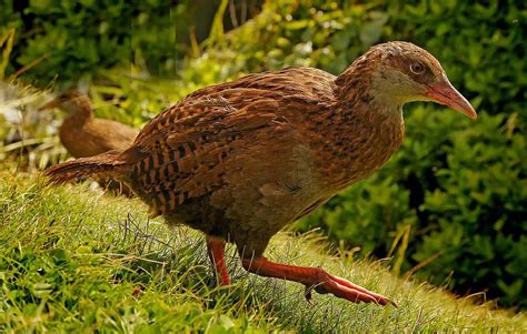 Weka | The Animal Facts | Appearance, Diet, Habitat, Lifespan, Behavior