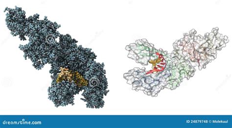 Taq Polymerase molecule stock illustration. Illustration of crystal - 24879748