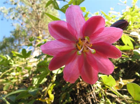 Banana passion fruit flower | Passion fruit flower, Flowers, Beautiful places