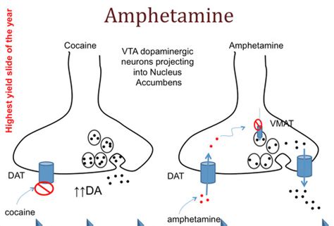 Psychopharmacology of Psychostimulants Flashcards | Quizlet