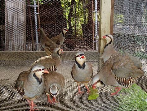 16 Highly Fertile Chukar Partridge Hatching Eggs | eBay | Hatching eggs, Fertility, Eggs