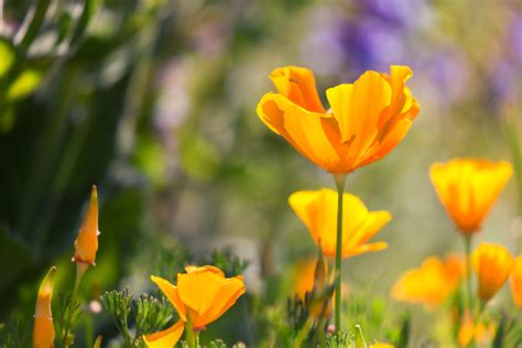 Selective focus photography of yellow California Poppy flowers HD wallpaper | Wallpaper Flare